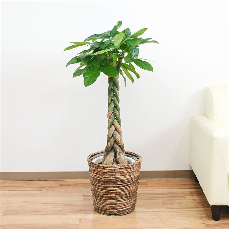 観葉植物