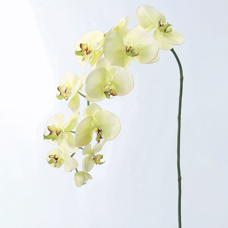 アスカ商会 造花 A-31259コチョウランL #053A　クリ-ムグリ-ン 1本（ご注文単位1本）【直送品】
