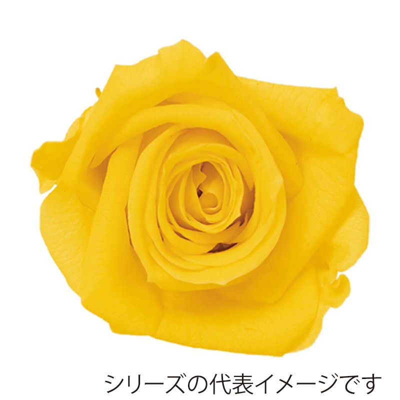 モノ・インターナショナル Primavera　プリザーブドフラワー 86302　ベベ レモン 1箱（ご注文単位1箱）【直送品】
