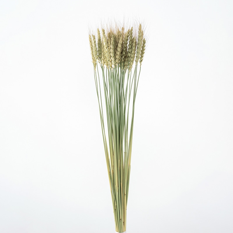 大地農園 ナチュラルドライフラワー 小麦 50080-020 1束(ご注文単位1束)【直送品】