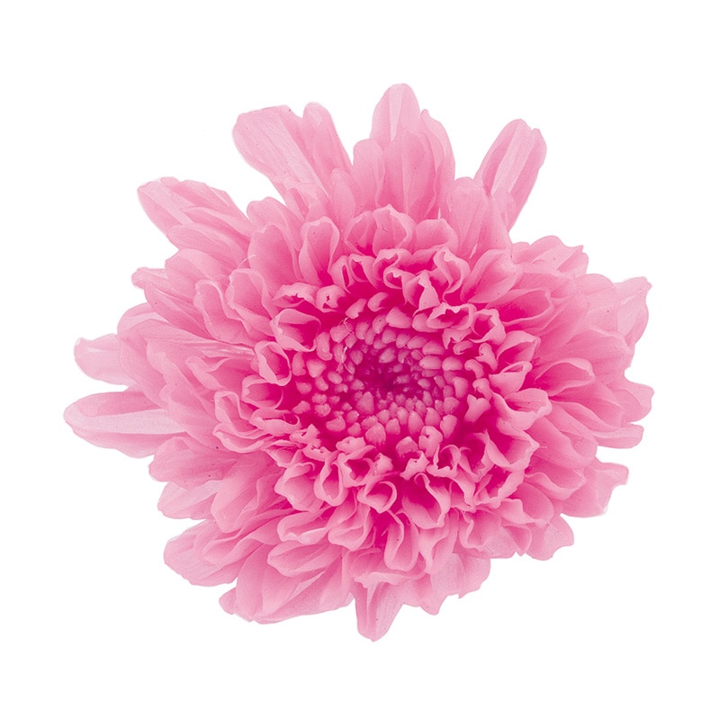 大地農園 プリザーブドフラワー 小菊 03680-180　ももいろ 1箱（ご注文単位1箱）【直送品】