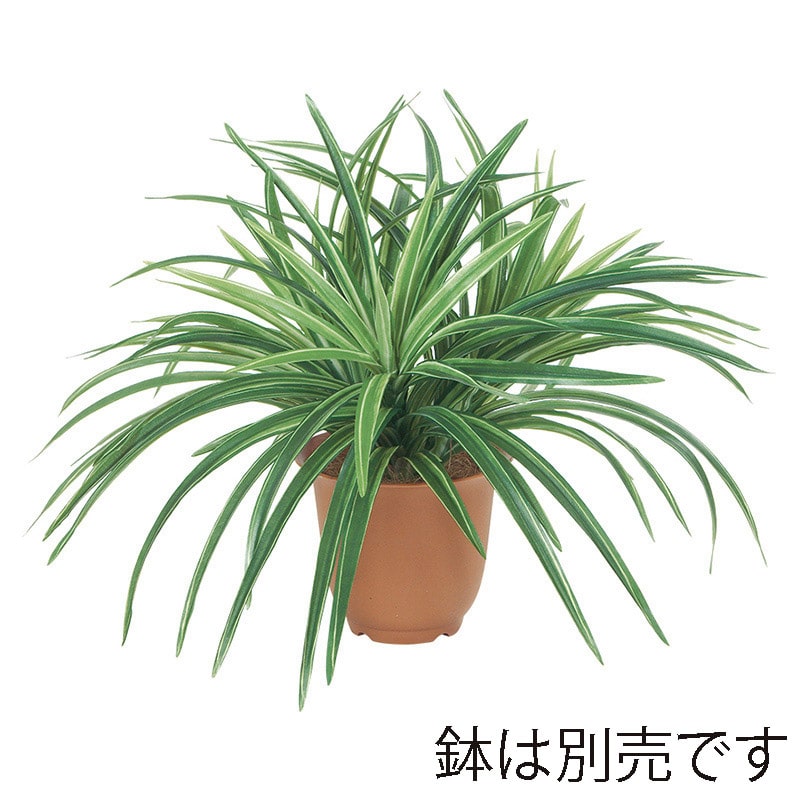 ドガ ドラセナブッシュ グリーン/ホワイト LEB-8045 1本(ご注文単位1本)【直送品】