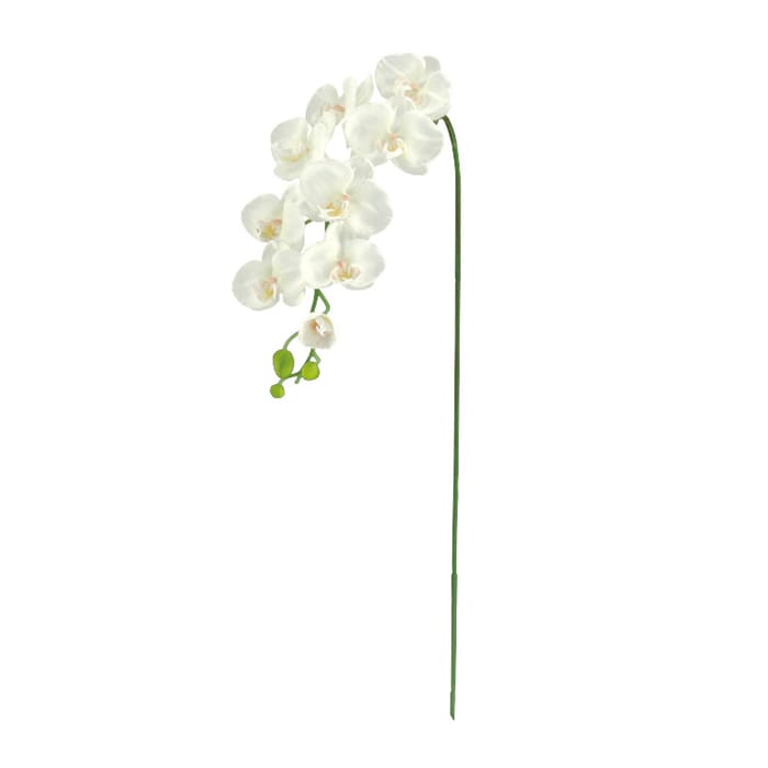 ドガ 胡蝶蘭 L　ホワイト FLS-5183-L 1本（ご注文単位1本）【直送品】