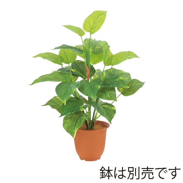 ドガ エバーグリーンポトスブッシュ LEB-8181 1本(ご注文単位1本)【直送品】